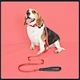 Comfortable dog collar